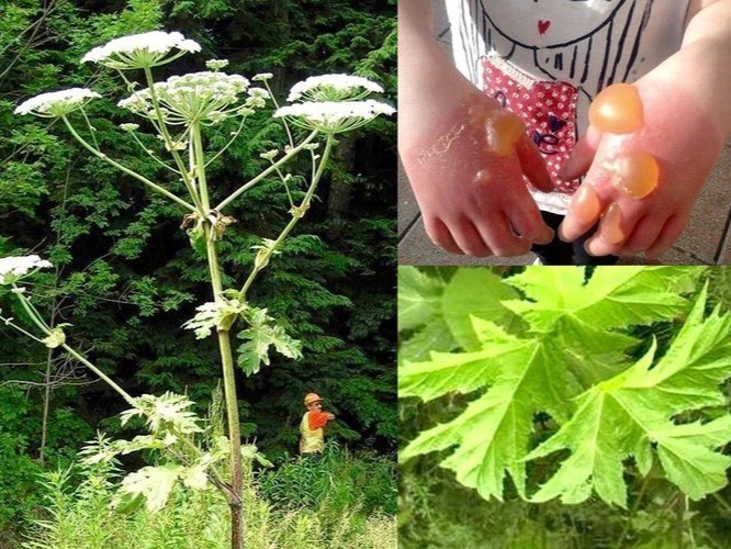 Об уничтожении борщевика Сосновского.
